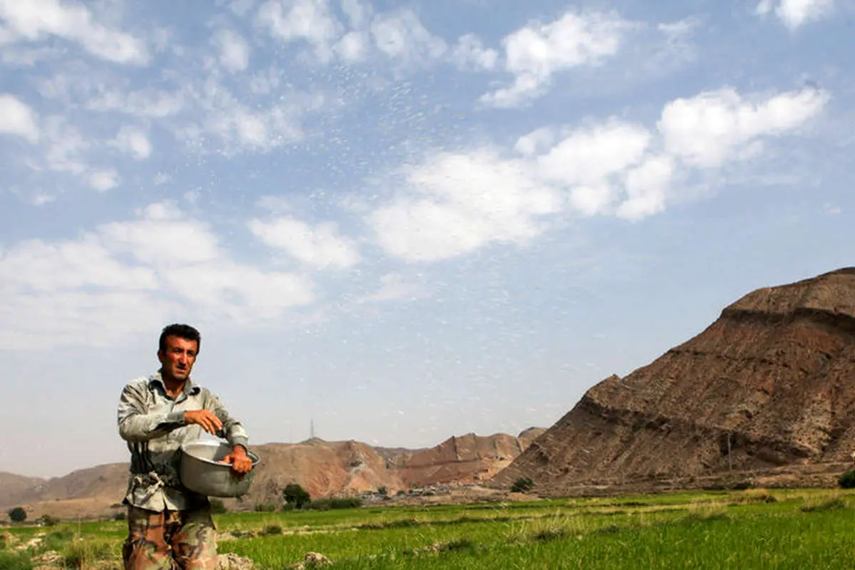 (تصاویر) کاشت برنج در خوزستان ...!؟