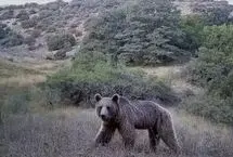 یک ماه زندگی حیات وحش در پارک ملی گلستان