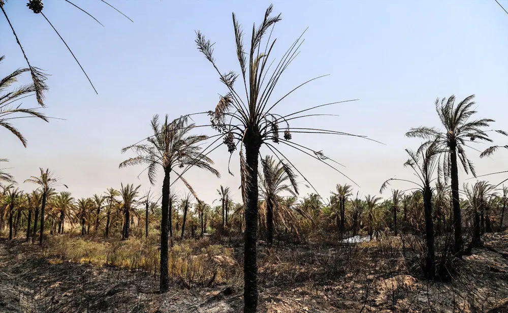 (تصاویر) خاکستر شدن ۶۰۰ اصل نخل در شادگان