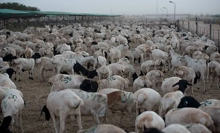 استفاده سیاسی عربستان از گوسفندان قربانی!
