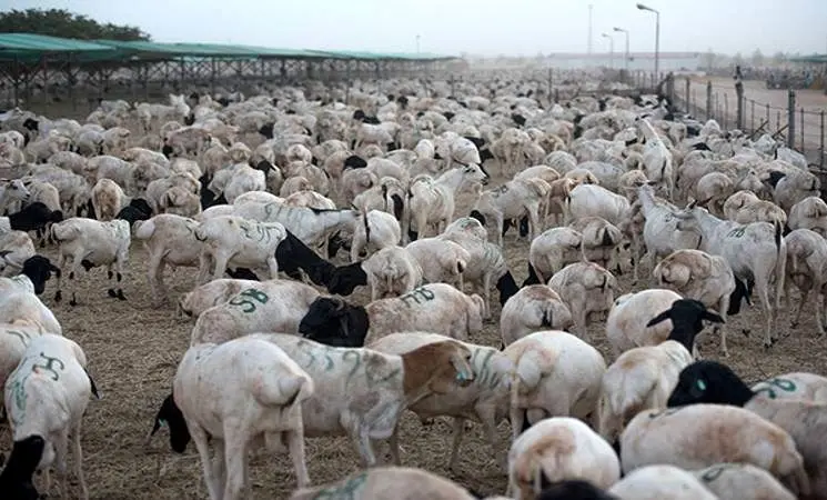 استفاده سیاسی عربستان از گوسفندان قربانی!