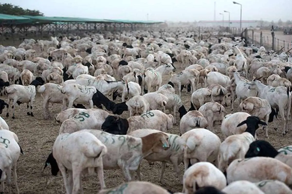 استفاده سیاسی عربستان از گوسفندان قربانی!