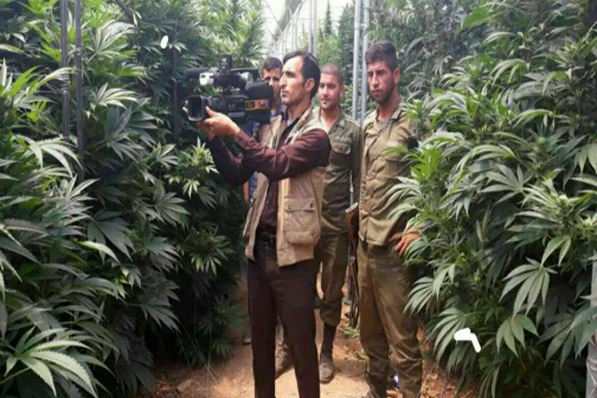 تسهیلات کمیته امداد را گرفتند و "ماریجوانا" کاشتند