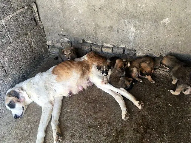 (تصاویر) سگ‌کشی همچنان ادامه دارد