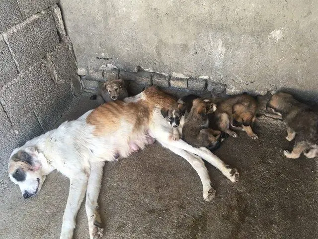 (تصاویر) سگ‌کشی همچنان ادامه دارد