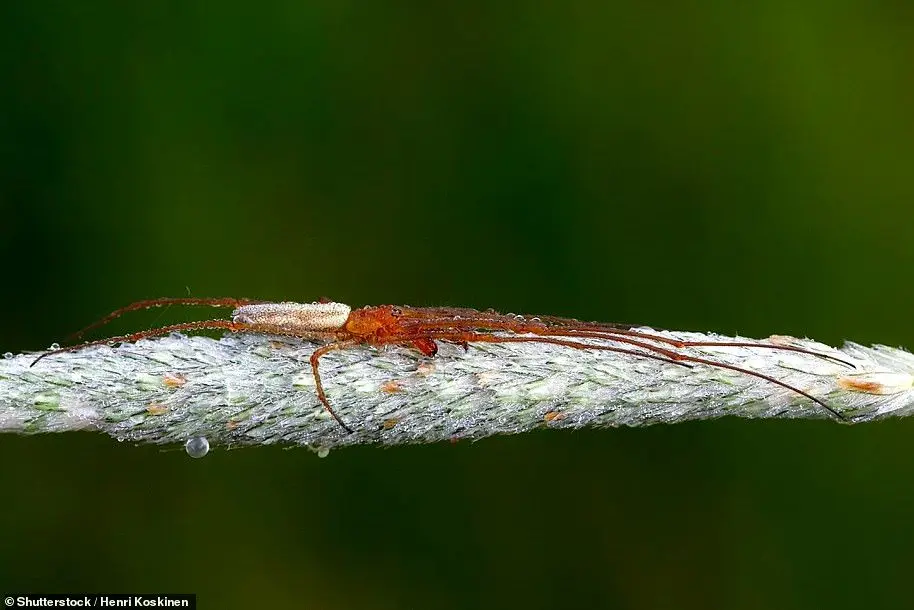 (تصاویر) حمله عنکبوت‌ها به ساحل یونان