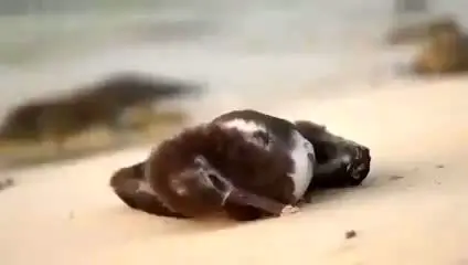 (ویدیو) فاجعه‌ای که طبیعت را نابود می‌کند؟