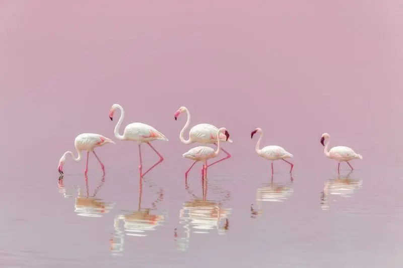 گله فلامینگوها