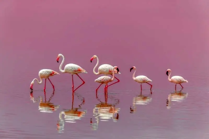 گله فلامینگوها