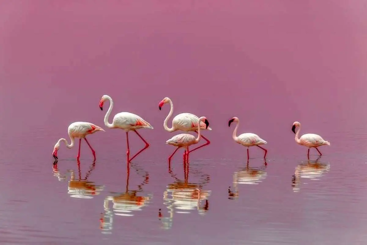 گله فلامینگوها