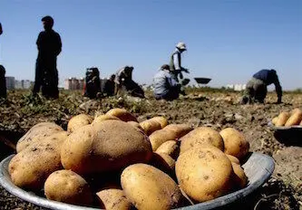 سیب زمینی؛ کیلویی ۵۵۰۰ تومان