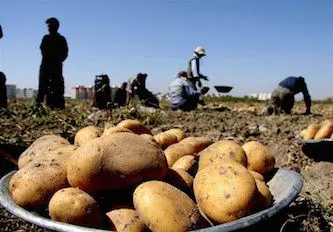 سیب زمینی؛ کیلویی ۵۵۰۰ تومان