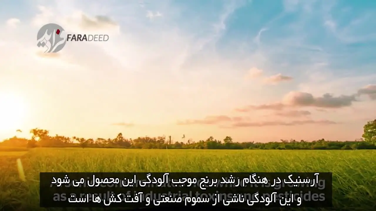 (ویدیو) چطور سم آرسنیک برنج را از بین ببریم؟