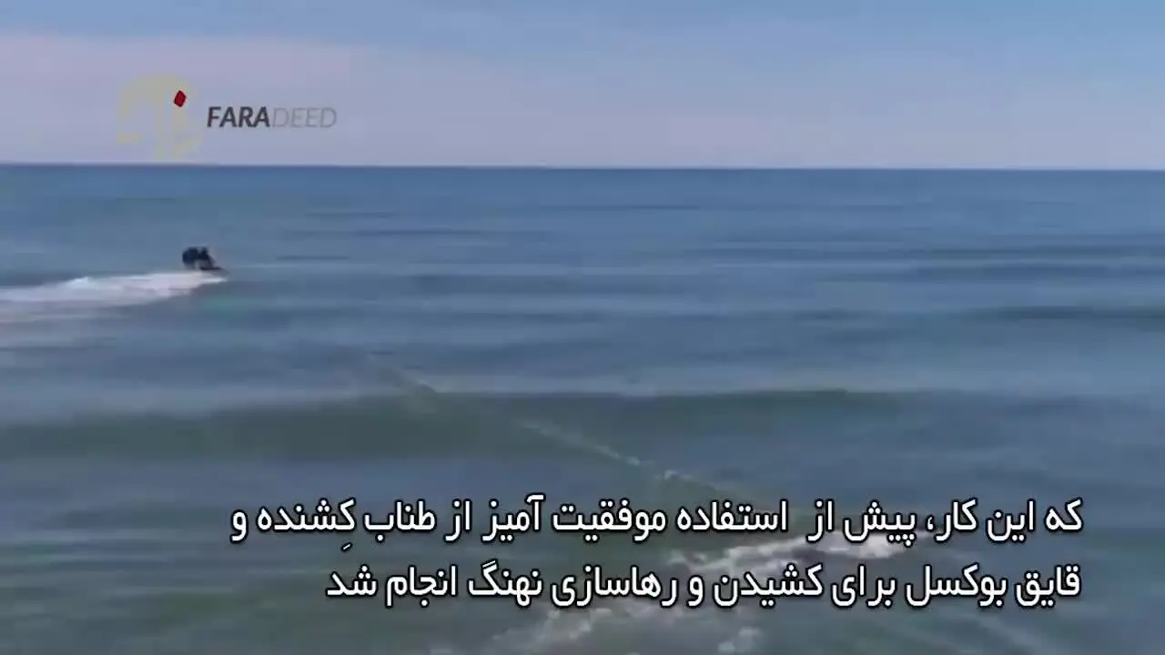 (ویدئو) نجات جان نهنگ گوژپشت در لحظات آخر