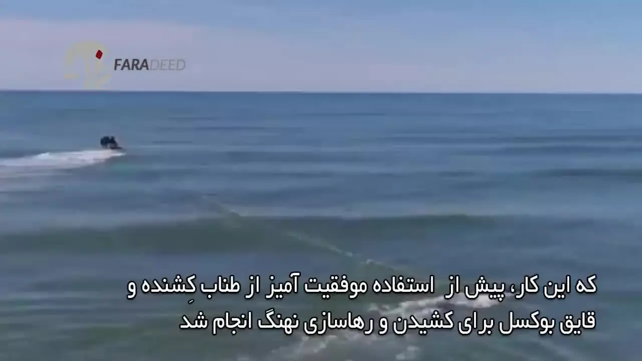 (ویدئو) نجات جان نهنگ گوژپشت در لحظات آخر