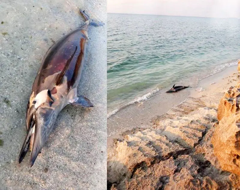 تلف شدن دلفین در سواحل عسلویه
