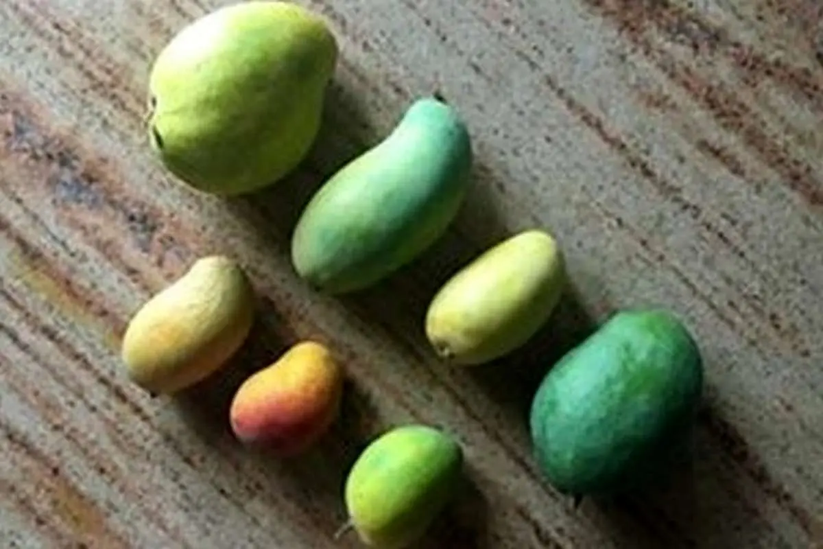 ۱۳ نکته آبدار و جالب درباره انبه