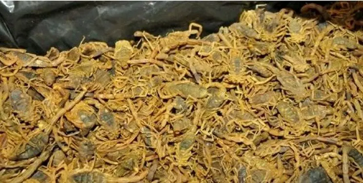 کشف ۴هزار عقرب در اتوبوس اهواز-تهران