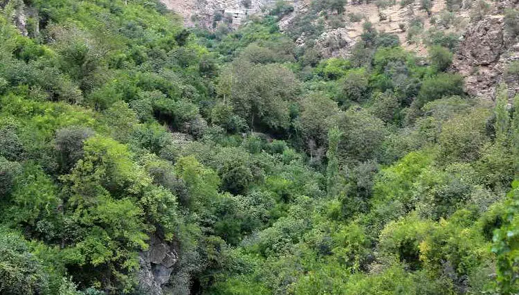 (تصاویر) فصل برداشت انار در «اورامان»
