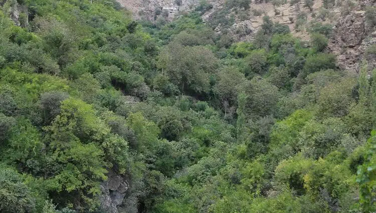 (تصاویر) فصل برداشت انار در «اورامان»