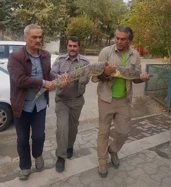 (تصویر) کشف کروکدیل از رستورانی در کرج