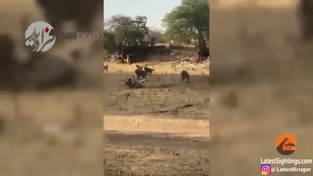 (ویدیو) حمله پنهانی پلنگ به آهوی نگون‌بخت