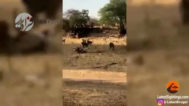(ویدیو) حمله پنهانی پلنگ به آهوی نگون‌بخت