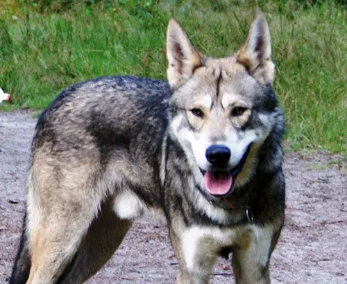 گرگ‌های «هیبریدی» از کجا آمدند؟!