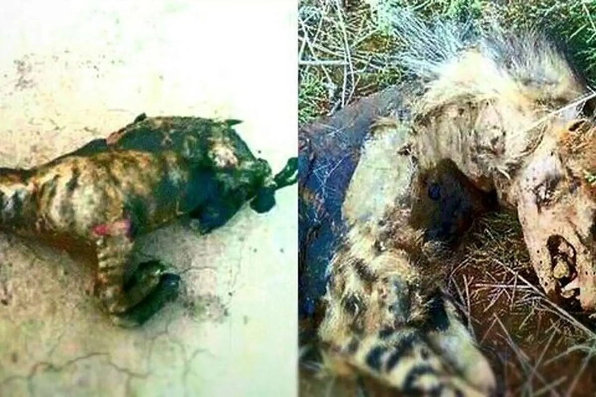 سوزاندن سه کفتار در "فیروزه"