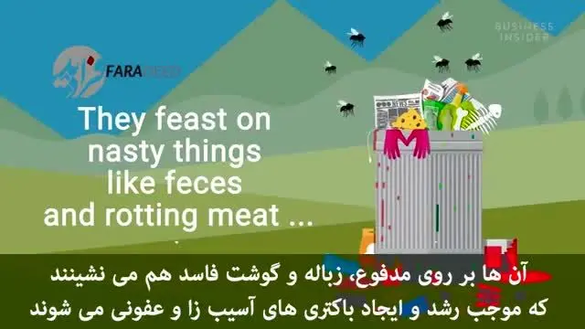 چه اتفاقی برای غذایی که مگس روی آن نشسته می‌افتد؟