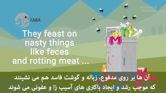 چه اتفاقی برای غذایی که مگس روی آن نشسته می‌افتد؟