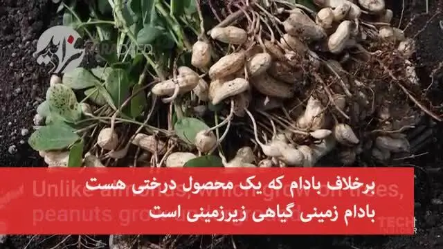(ویدیو) دانستنی‌های جالب در مورد هفت خوراکی محبوب