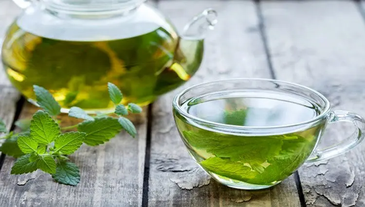 پونه کوهی یک آنتی بیوتیک قوی