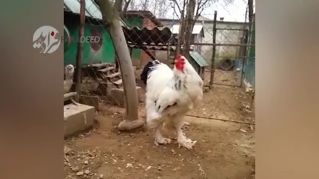 (ویدیو) مرغ غول‌پیکر؛ یک متر قد، 8 کیلو وزن!