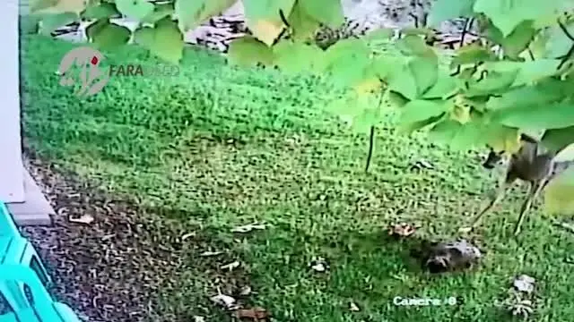 (ویدیو) مرگ دردناک گربه خانگی زیر دست و پای گوزن عصبانی!