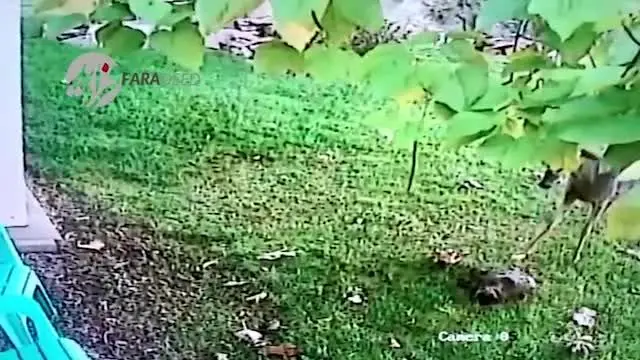 (ویدیو) مرگ دردناک گربه خانگی زیر دست و پای گوزن عصبانی!