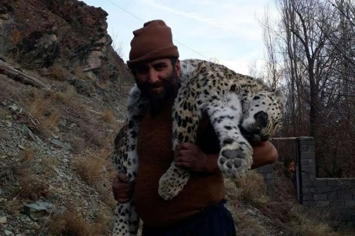مرگ مشکوک پلنگ در مازندران