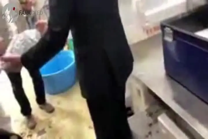 (ویدیو) زنده شدن ماهی منجمد پس از بیرون آوردن از یخ