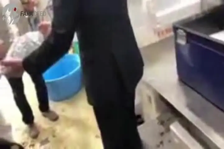 (ویدیو) زنده شدن ماهی منجمد پس از بیرون آوردن از یخ