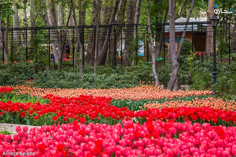 زندگی بی‎دردسر در ونک تهران