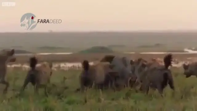 (ویدیو) لحظاتی نفس‌گیر از نبرد "شیر نر" با ۲۰ کفتار