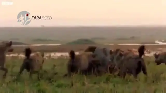 (ویدیو) لحظاتی نفس‌گیر از نبرد "شیر نر" با ۲۰ کفتار