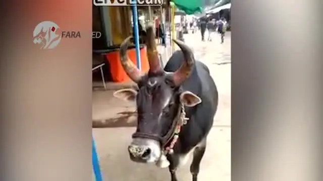 (ویدیو) گاو عجیبی با سه شاخ!