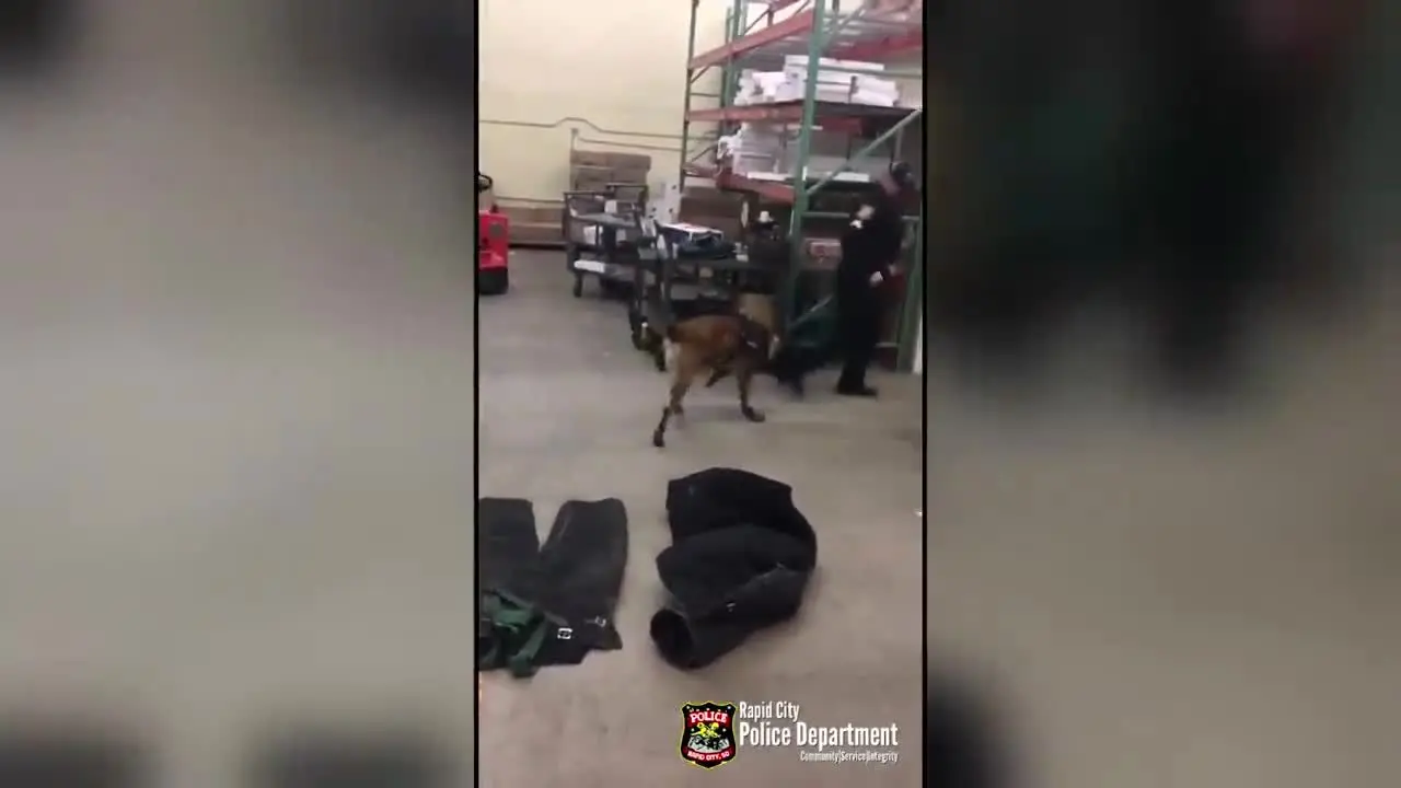 (ویدیو) سگ چکمه پوش پلیس!