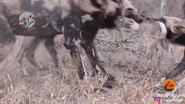 (ویدیو) سگ‌های وحشی، خرگوش بیچاره را تکه‌تکه کردند!