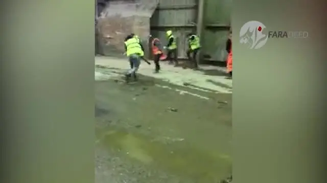 (ویدیو) برخورد عجیب چند کارگر با موش‌های فاضلاب!