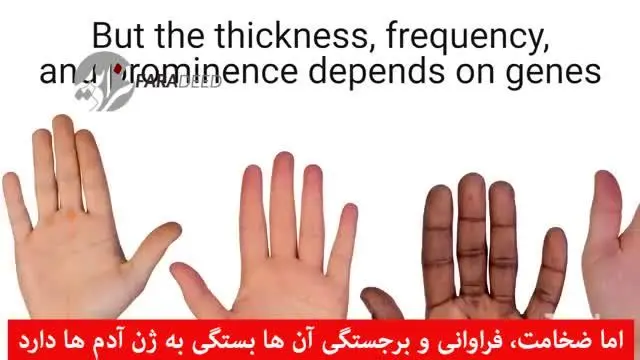 (ویدیو) حقایقی جالب درباره خطوط کف دست!