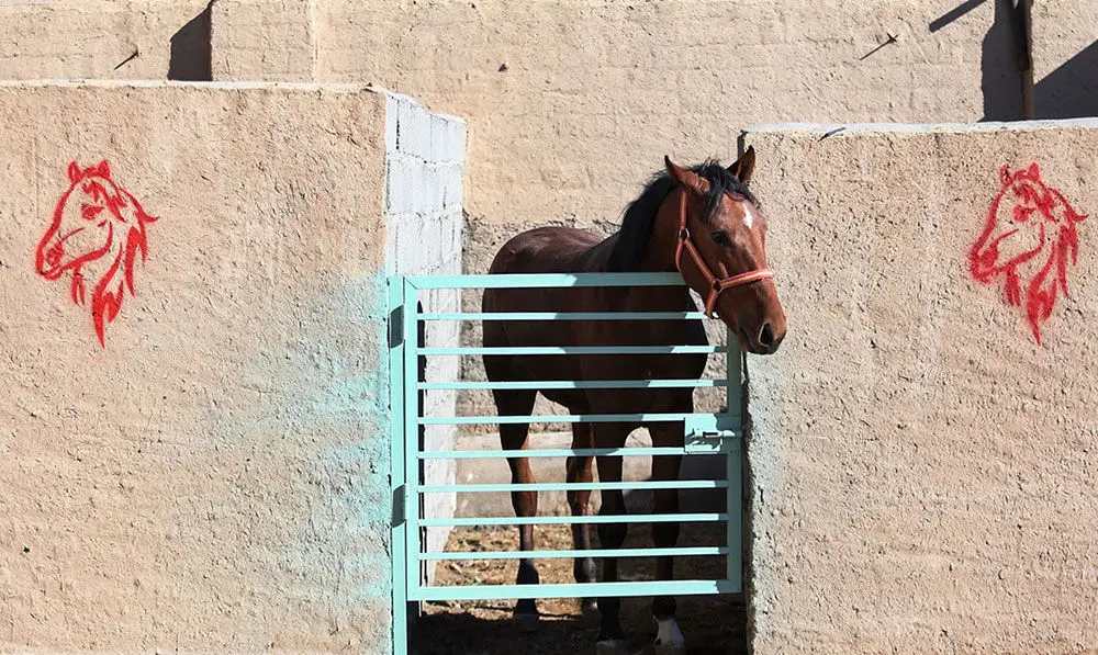 (تصاویر) نخستین دوره مسابقه زیبایی اسب در قم