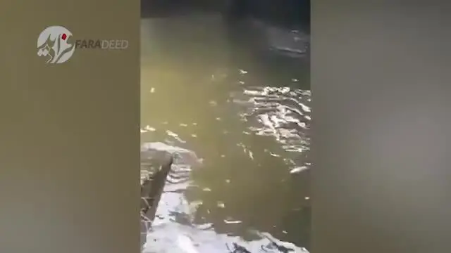 (ویدیو ۱۶+) مرگ دلخراش زنی که خوراک تمساح خشمگین شد!