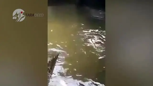 (ویدیو ۱۶+) مرگ دلخراش زنی که خوراک تمساح خشمگین شد!